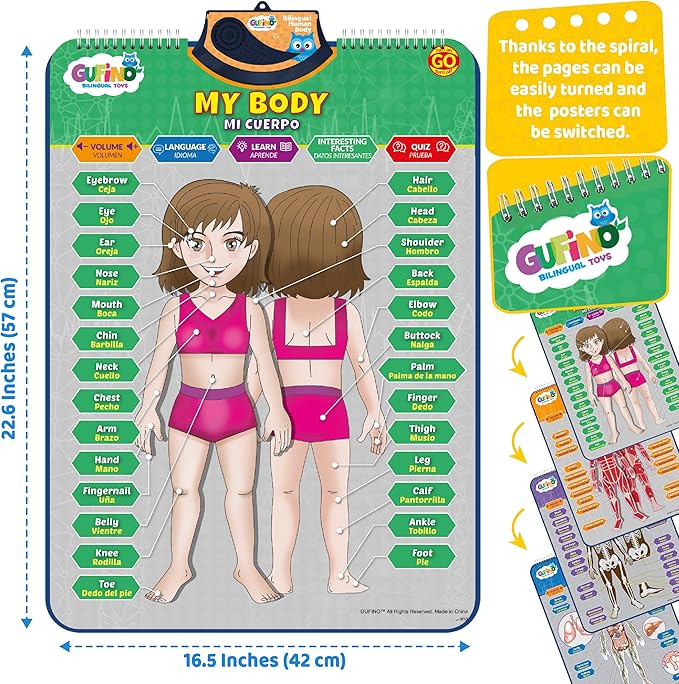 Bilingual Human Body Model for Kids – Interactive Human Anatomy for Kids with Games & Quizzes – Educational Posters for Learning Body Parts, Bones & Organs. English and Spanish for Kids.