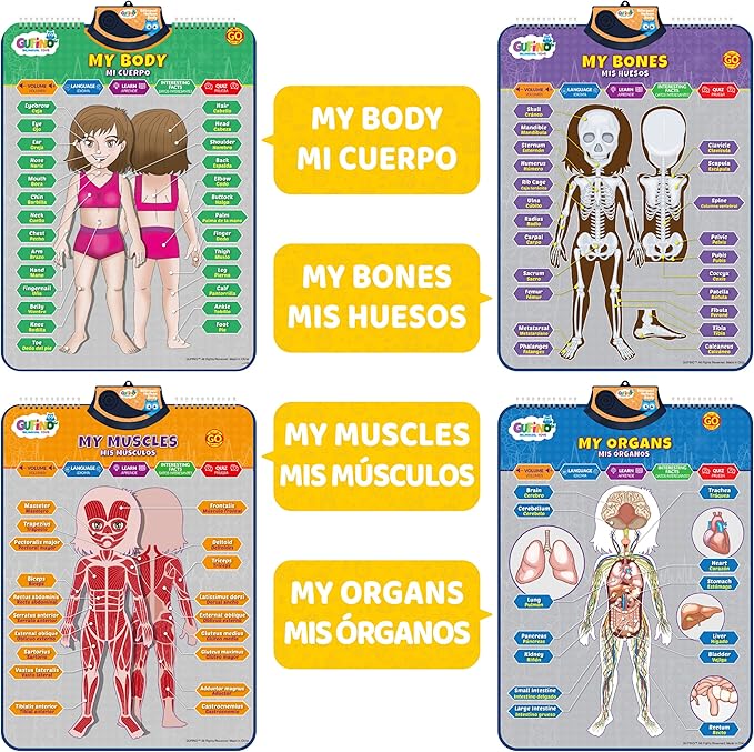 Bilingual Human Body Model for Kids – Interactive Human Anatomy for Kids with Games & Quizzes – Educational Posters for Learning Body Parts, Bones & Organs. English and Spanish for Kids.