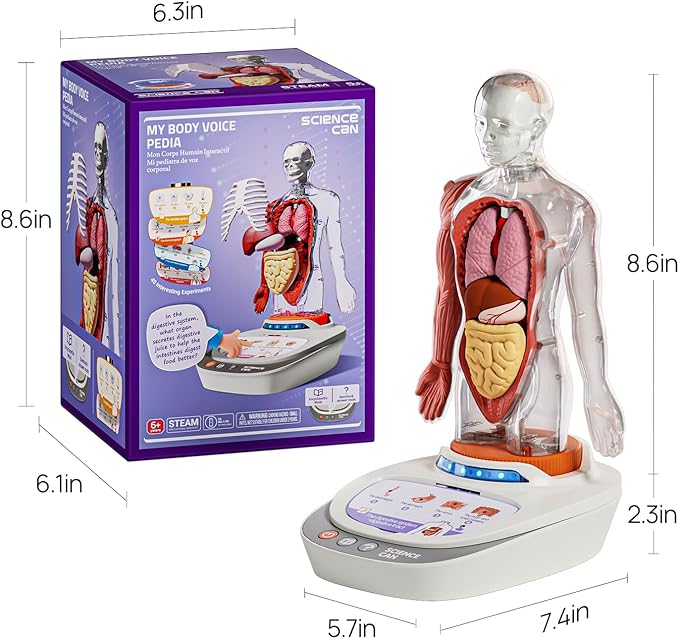 Science Can Human Body Model for Kids, Interactive Human Anatomy Talking Model - 11 Inch Realistic Anatomical Assembly Kit 15PCS Removable Parts and Guide STEM Educational Toys for Kids Aged 6+ Gifts